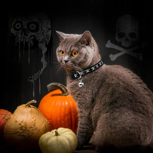 4 Pack Kitten Collars with Bells, Safety Breakaway Buckle, Leopard