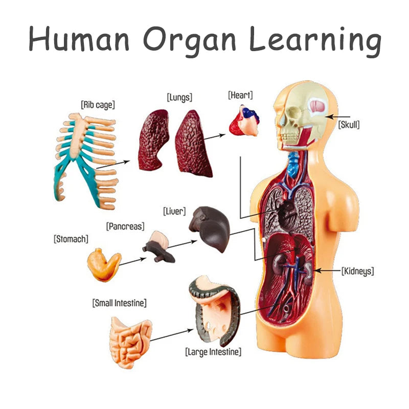 3D Human Body Torso Model Educational Assembly Learning DIY