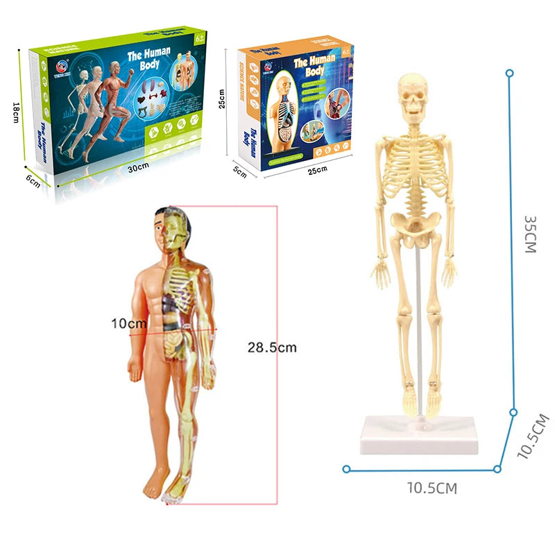 3D Human Body Torso Model Educational Assembly Learning DIY