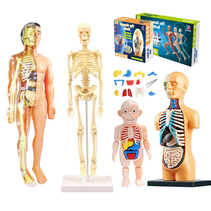 3D Human Body Torso Model Educational Assembly Learning DIY