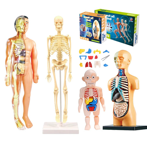 3D Human Body Torso Model Educational Assembly Learning DIY