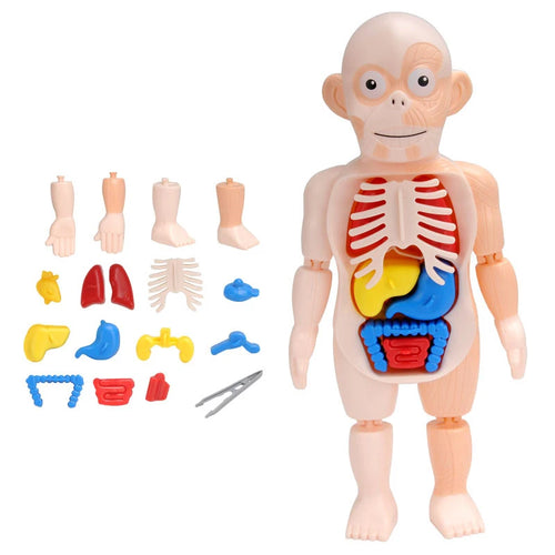 3D Human Body Torso Model Educational Assembly Learning DIY