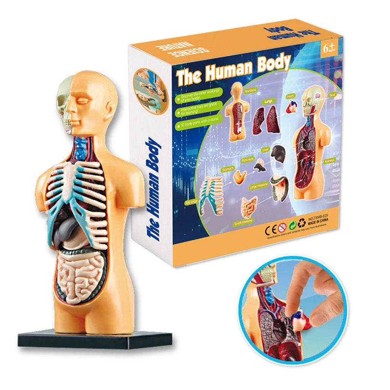 3D Human Body Torso Model Educational Assembly Learning DIY