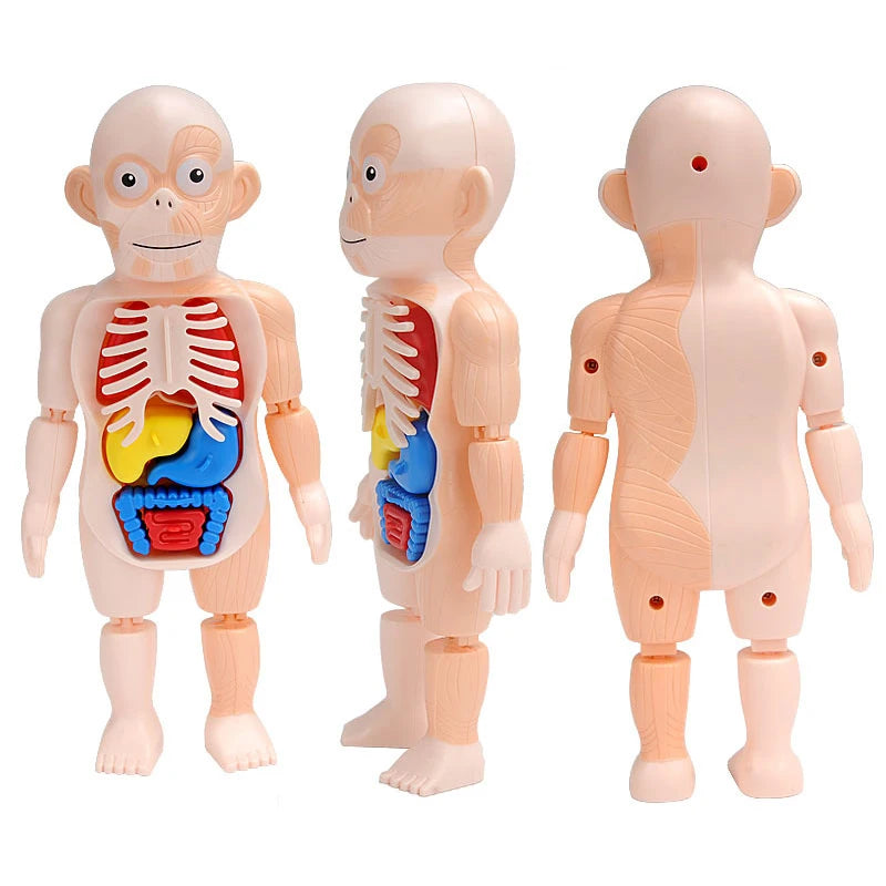 3D Human Body Torso Model Educational Assembly Learning DIY